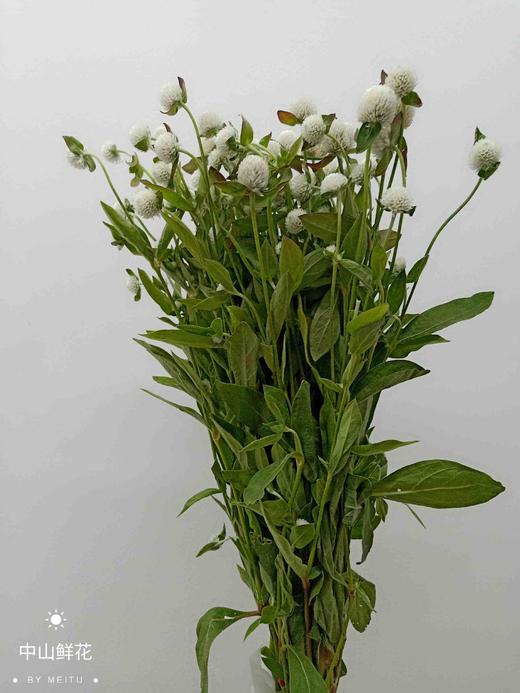 千日红白色 商品图2