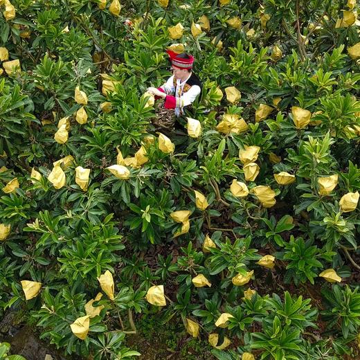 【本味枇杷膏/秋梨膏/姜枣膏】古法熬制 除了枇杷 只有冰糖  入喉酸甜 秋冬必备 7种规格任选 商品图1