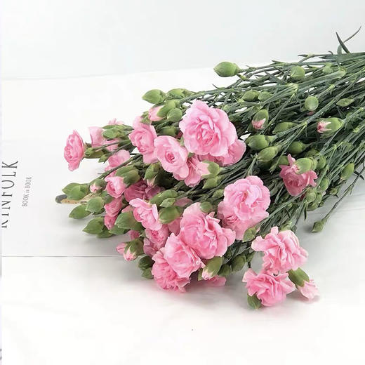 【周四团购】粉色多丁康乃馨一把/29.8元 2人拼团 商品图0