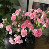 【周四团购】粉色多丁康乃馨一把/29.8元 2人拼团 商品缩略图2