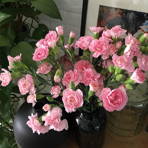 【周四团购】粉色多丁康乃馨一把/29.8元 2人拼团 商品图2