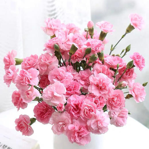 【周四团购】粉色多丁康乃馨一把/29.8元 2人拼团 商品图1