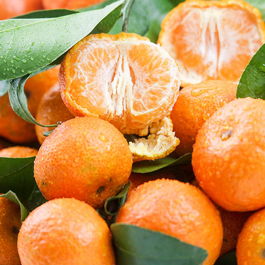 广东佛冈砂糖桔5斤 橘子味道香甜 果子饱满多汁 新鲜上市 全国非偏远