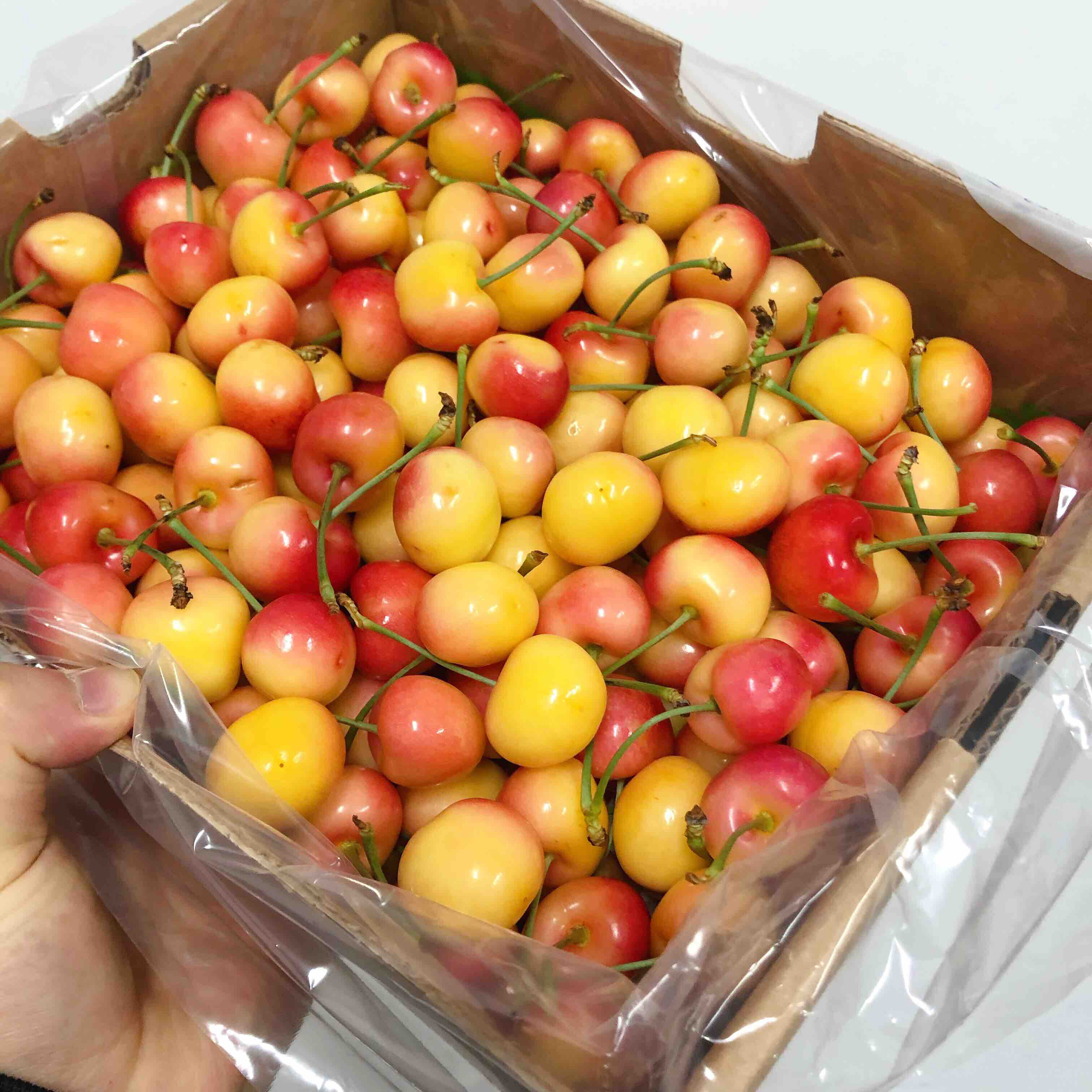 【jj 黄车】蕾妮尔黄车厘子,空运货脆甜口感,个头不大口感很好,入口核