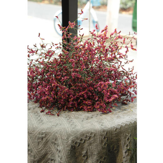 【周四团购】红色水晶草一份/39.9元 2人拼团 商品图2