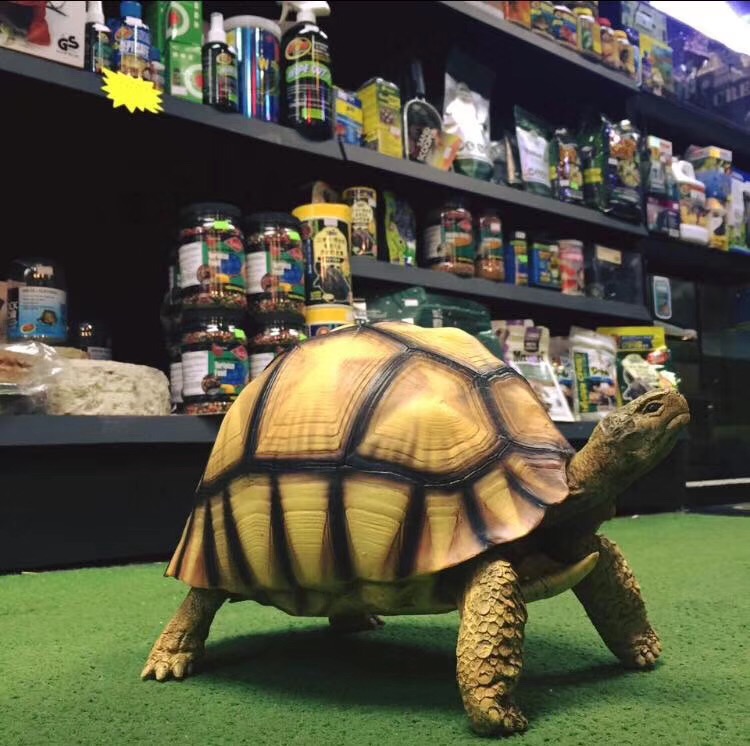 【需拍 开箱视频】现货 黄缘龟 模型 写实造型 树脂摆件原色/白化