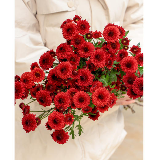 【周四团购】红色雏菊一份/29.9元 2人拼团 商品图3