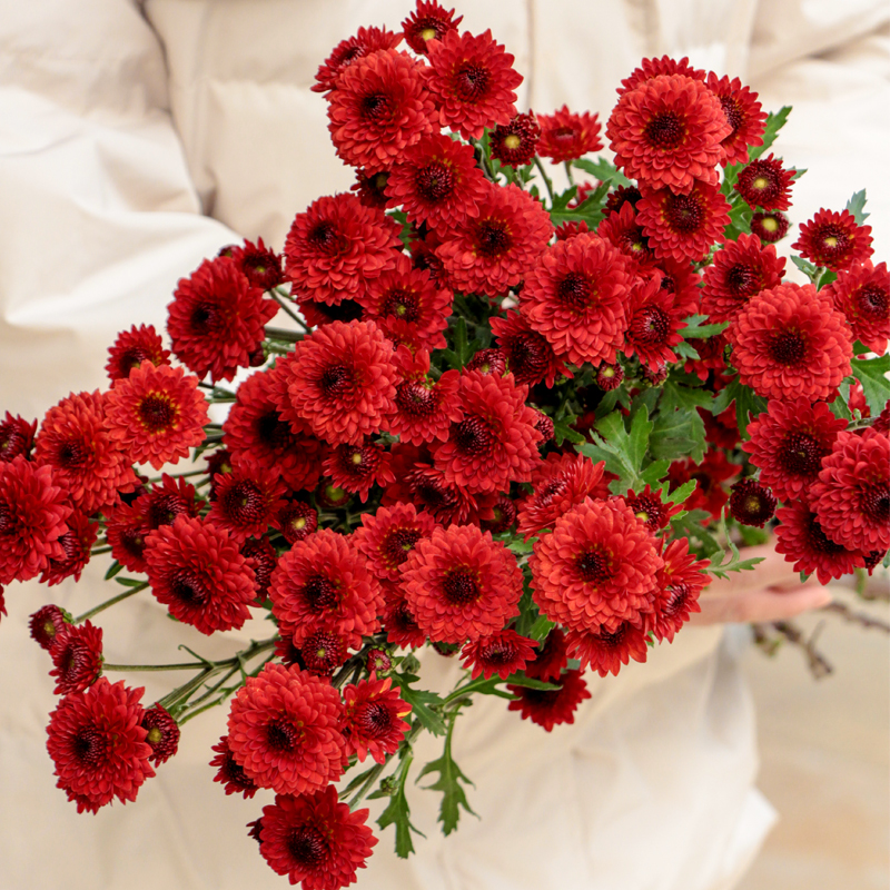 【周四团购】红色雏菊一份/29.9元 2人拼团