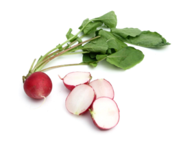 永顺华有机樱桃萝卜