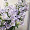 风铃花浅紫色 商品缩略图0