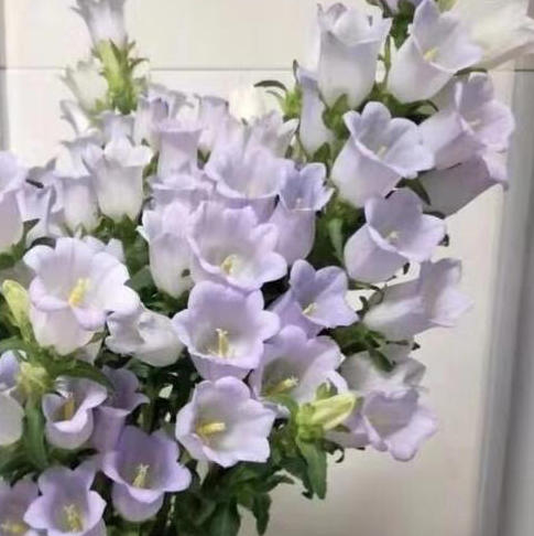风铃花浅紫色 商品图0