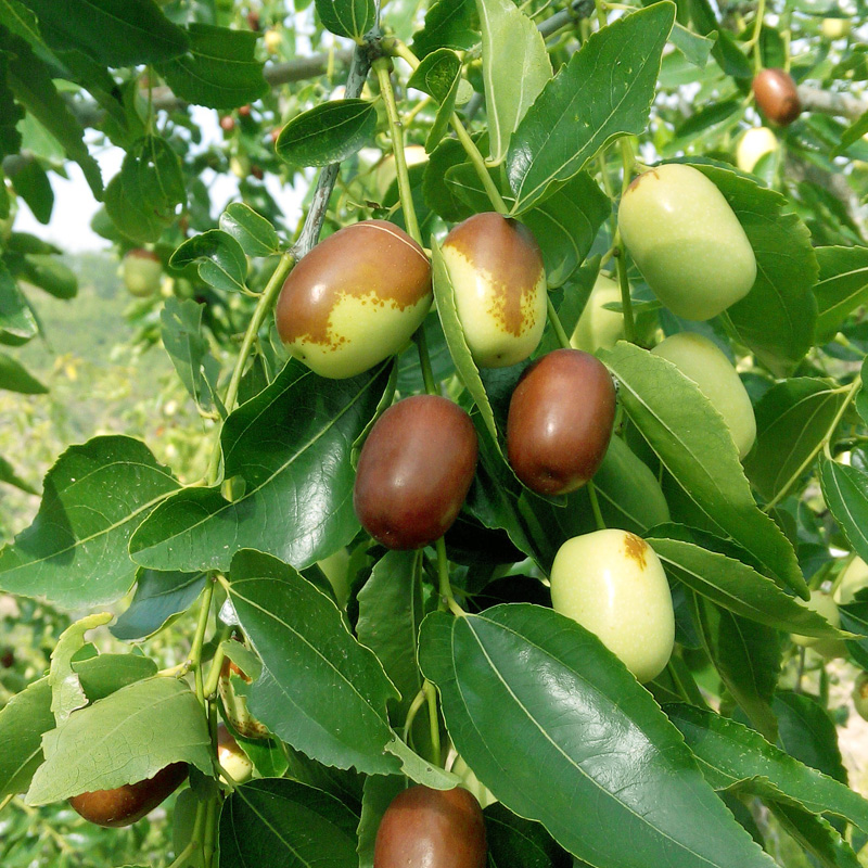 革命老区陕北特级狗头枣养血补气两斤包邮