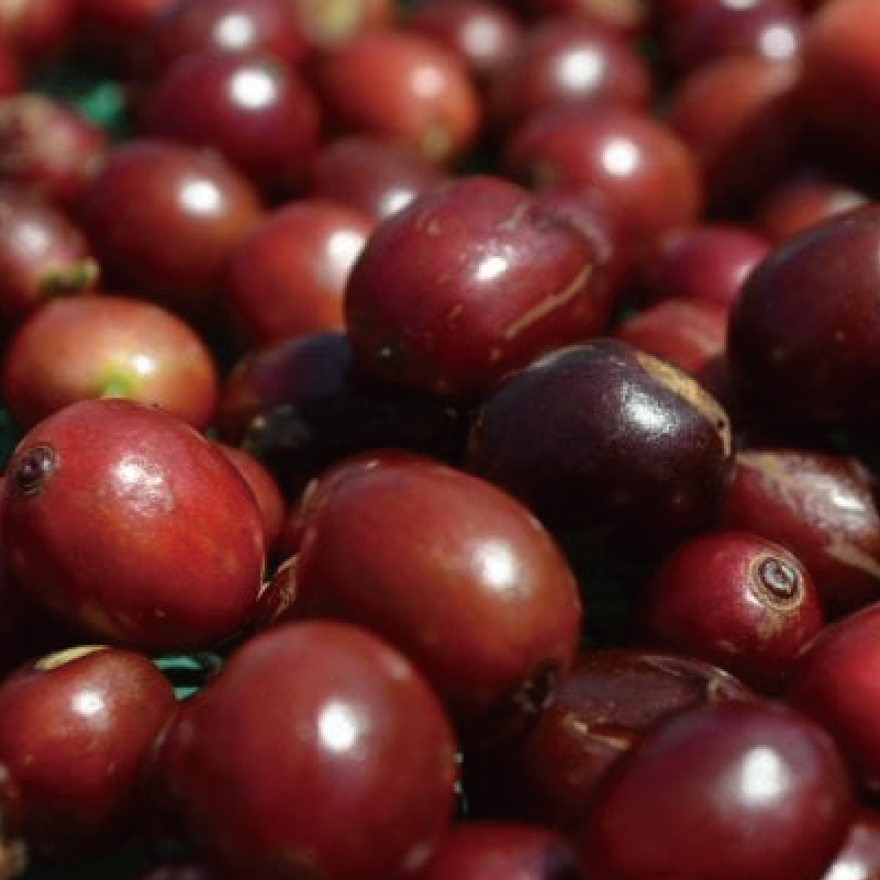 新品缅甸精品咖啡豆绿孔雀新产季水洗铂澜新鲜烘焙可现磨粉莓果味