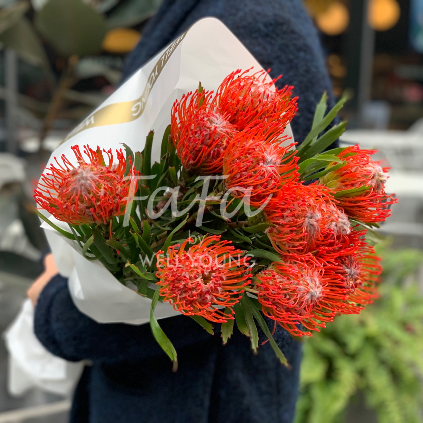 现货 南非针垫 火焰红 - well young 未央花房