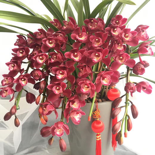 蕙兰大花型金玉满堂蕙兰组合盆栽花期12个月新年花开富贵