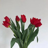 【周四团购】郁金香8枝/49.9元 2人拼团 商品缩略图4