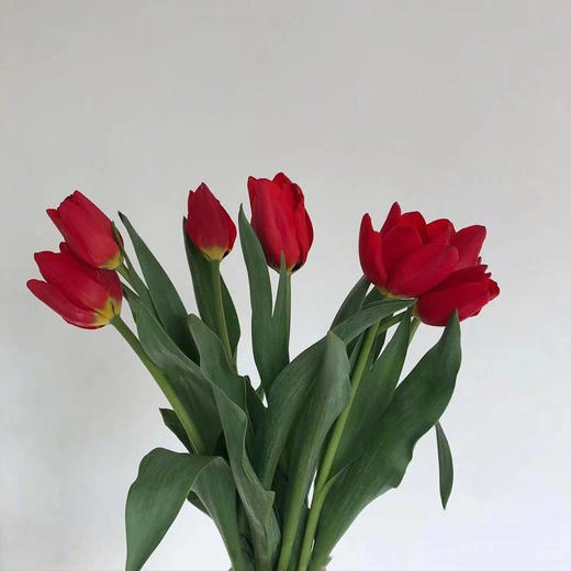 【周四团购】郁金香8枝/49.9元 2人拼团 商品图4