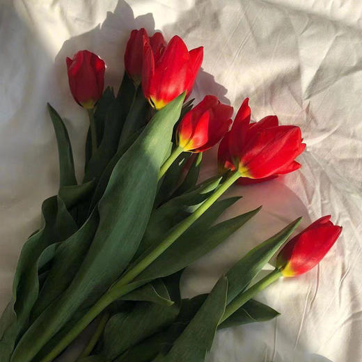 【周四团购】郁金香8枝/49.9元 2人拼团 商品图3