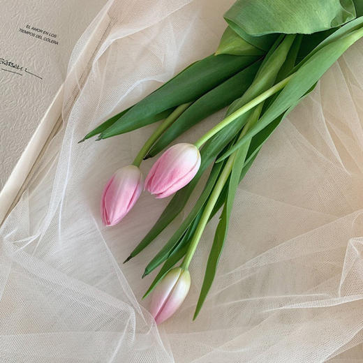 【周四团购】郁金香8枝/49.9元 2人拼团 商品图2