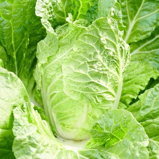 大白菜10斤 商品图2