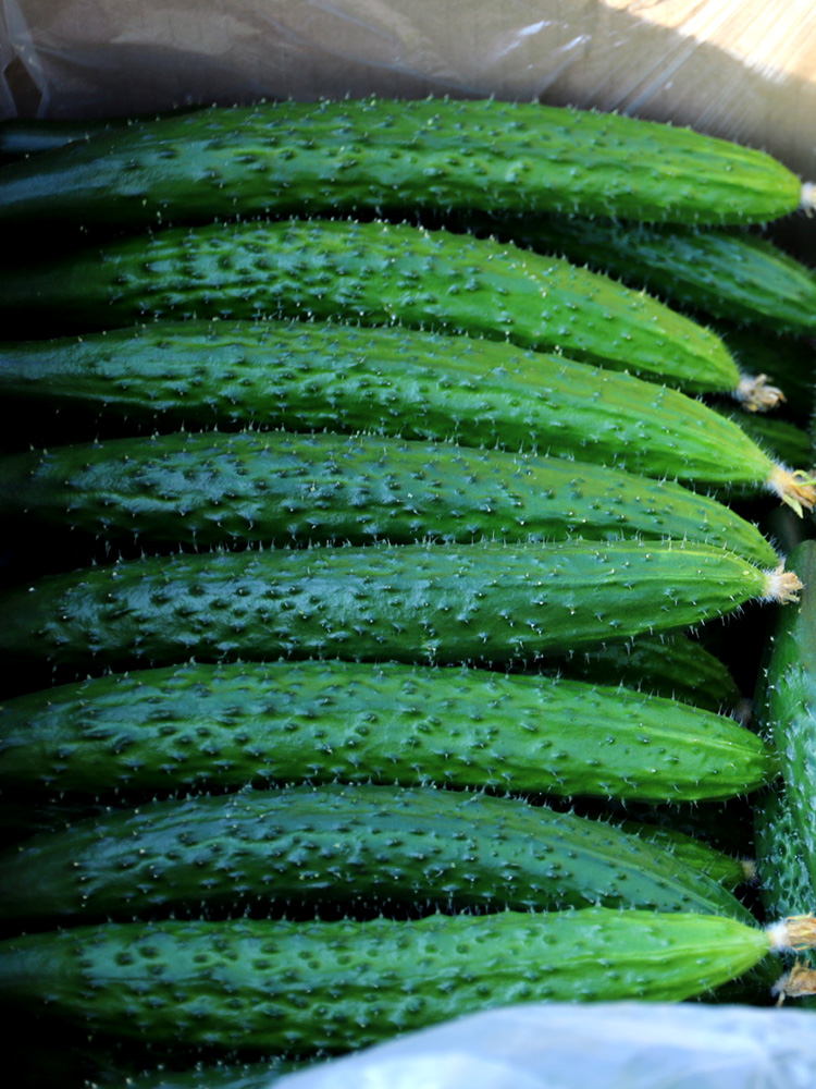 密农特色必买榜单农家长黄瓜现摘现发清脆爽口清甜浓3斤包邮装