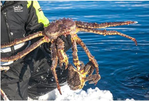 进口帝王蟹 商品图0