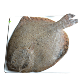 多宝鱼 1.2-1.4斤/条