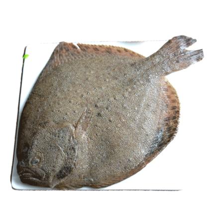 多宝鱼 1.2-1.4斤/条 商品图0