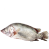 桂鱼 1.2-1.4斤/条 商品缩略图0