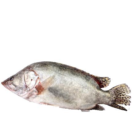 桂鱼 1.2-1.4斤/条 商品图0