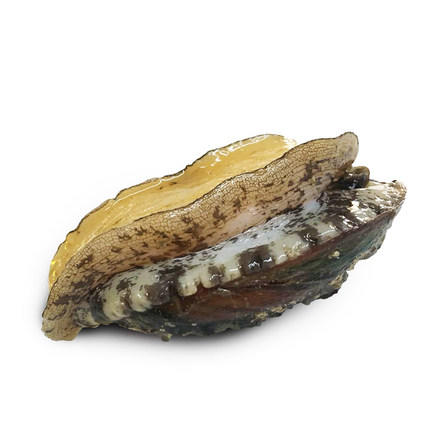 鲍鱼仔 500g 营养丰富 口感劲道 商品图0