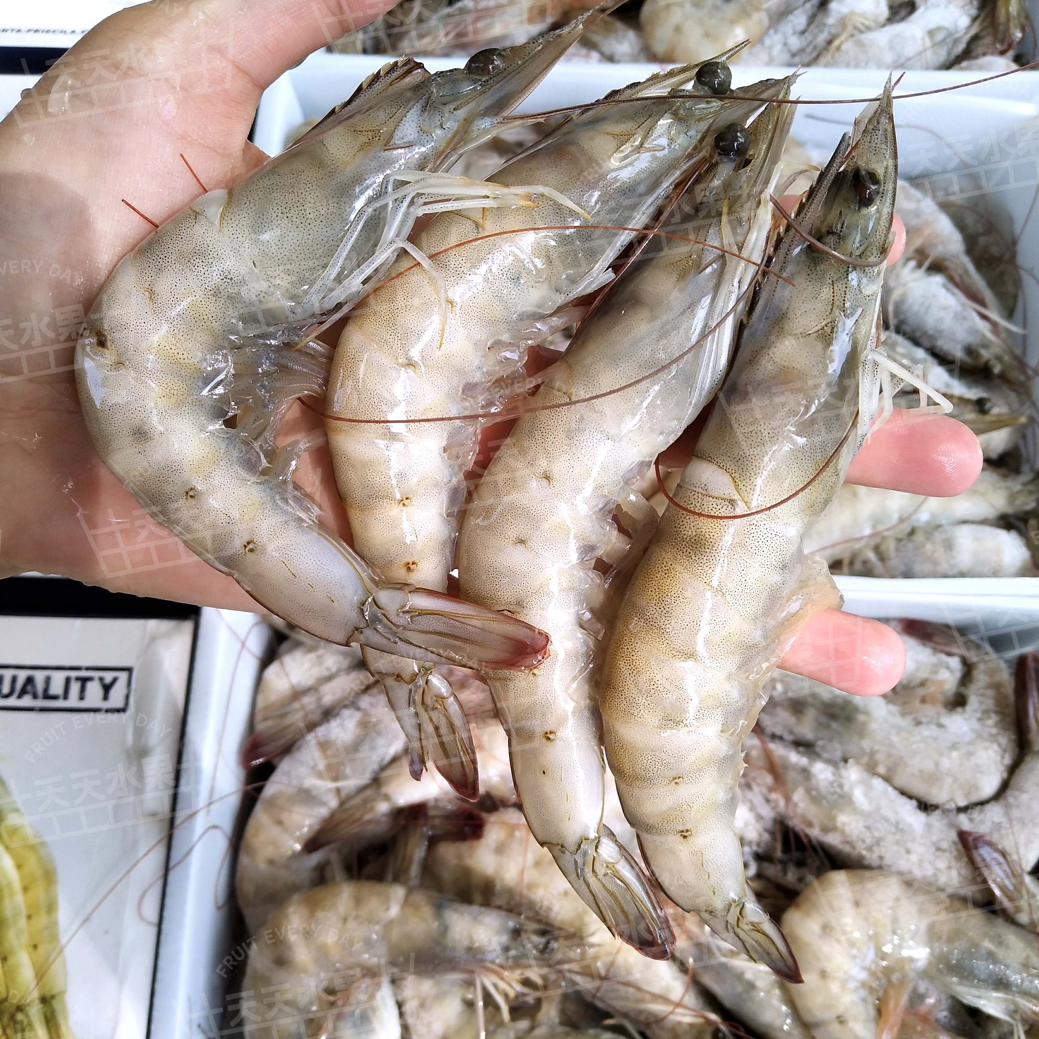 大号（规格30-40）冰鲜虾 白对虾 水产海鲜