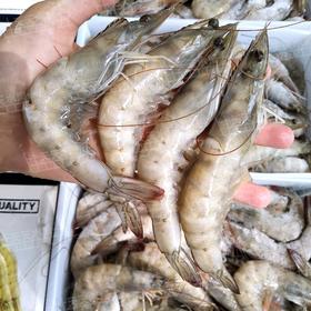 大号（规格30-40）冰鲜虾 白对虾 水产海鲜