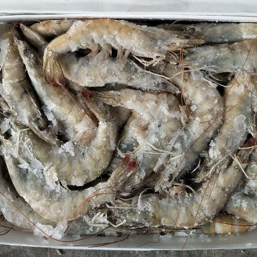 大号（规格30-40）冰鲜虾 白对虾 水产海鲜 商品图2