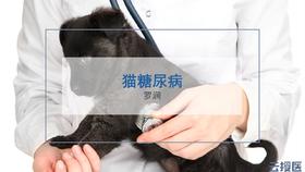 2019年6月糖尿病