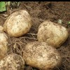 土豆新每公斤 商品缩略图4