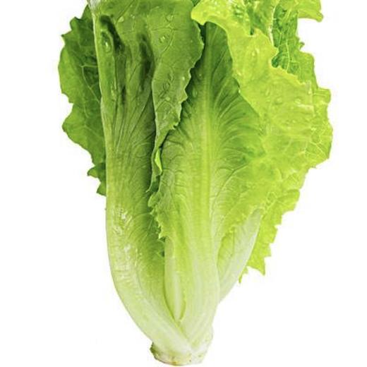 生菜每公斤 商品图0