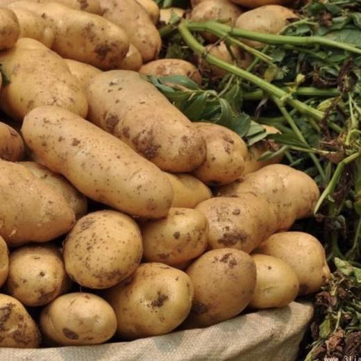 土豆新每公斤 商品图3