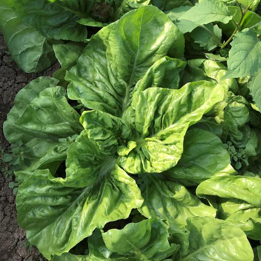 生态莙荙菜 | 绿家自产*ecological Swiss chard | Self-production 商品图2