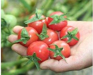 合作龙珠番茄（±50g/份） 商品图0