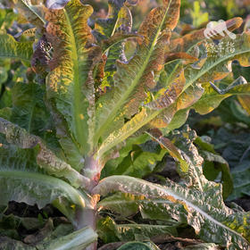 生态莴笋（一件包邮） | 绿家自产* ecological lettuce | Self-production