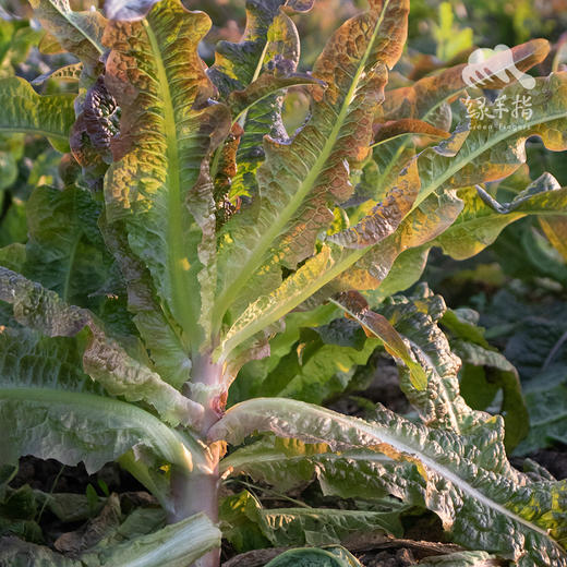生态莴笋 | 绿家自产* Ecological lettuce | In-House Production 商品图1