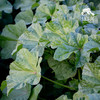 生态冬寒菜（葵菜） | 绿家自产* Ecological Malva verticillata | Self-production 商品缩略图0