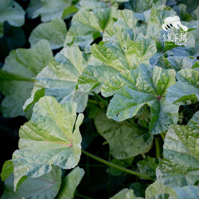 生态冬寒菜（葵菜） | 绿家自产* Ecological Malva verticillata | Self-production