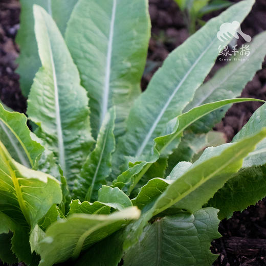 生态油麦菜 | 绿家自产*Ecological Leaf lettuce | Self-production 商品图0