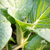 生态小白菜 | 绿家自产* ecological small Chinese cabbage | Self-production 商品缩略图0