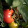 有机云南瑞粉西红柿 | 合作生产*Organic tomato | Partner Production 商品缩略图3