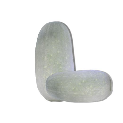 冬瓜 整个销售 商品图0