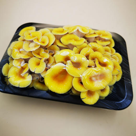 时尚美食"真菌之花"黄金菇