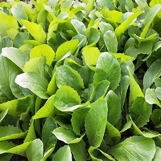 毛白菜 500克 邹区卜师傅家的新鲜蔬菜 商品图1